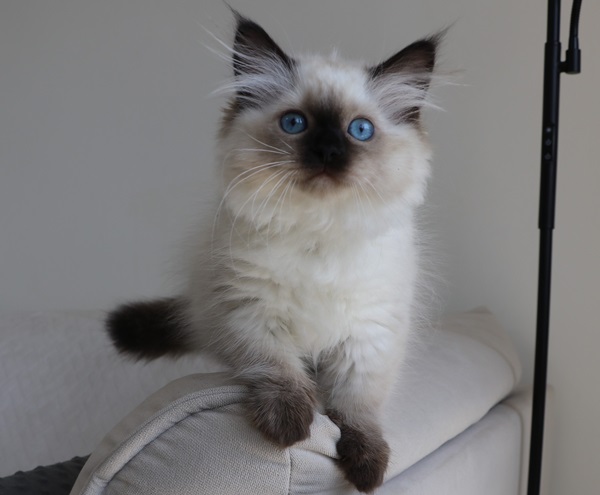 BIBI