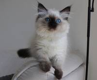 BIBI